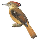 Atlantic Royal Flycatcher Illustration