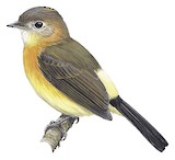 Sulphur-rumped Myiobius Illustration