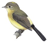 Black-tailed Myiobius Illustration