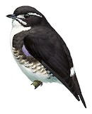 White-browed Purpletuft Illustration