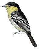 Barred Becard Illustration