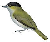 Green-backed Becard Illustration