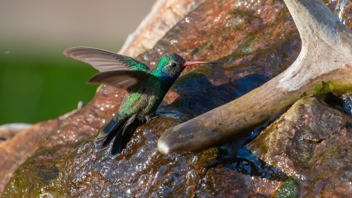 Broad-billed Hummingbird - Jim Gain