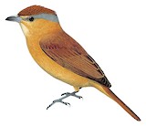 Chestnut-crowned Becard Illustration