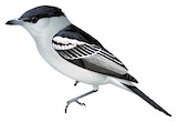 White-winged Becard Illustration