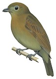 Russet-winged Schiffornis Illustration