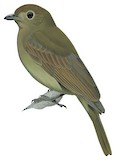 Foothill Schiffornis Illustration