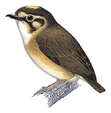 White-throated Spadebill Illustration