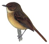 Hazel-fronted Pygmy Tyrant Illustration