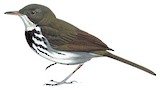 Ringed Antpipit Illustration