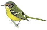 Rufous-lored Tyrannulet Illustration