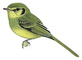 Sao Paulo Tyrannulet Illustration