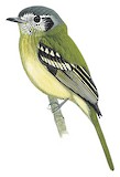 Slaty-capped Flycatcher Illustration