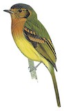 Rufous-breasted Flycatcher Illustration