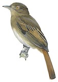 Brownish Twistwing Illustration