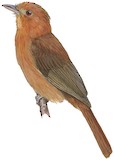 Rufous Twistwing Illustration