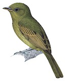 Pacific Flatbill Illustration