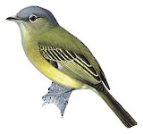 Yellow-margined Flatbill Illustration