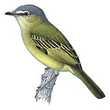 Grey-crowned Flatbill Illustration