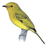 Ochre-lored Flatbill Illustration