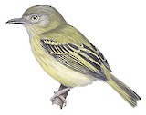 Southern Bentbill Illustration