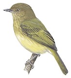 Yungas Tody-Tyrant Illustration