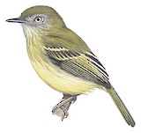 White-eyed Tody-Tyrant Illustration