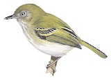 White-bellied Tody-Tyrant Illustration