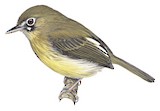 Eye-ringed Tody-Tyrant Illustration