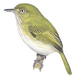 Hangnest Tody-Tyrant Illustration