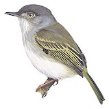 Pearly-vented Tody-Tyrant Illustration