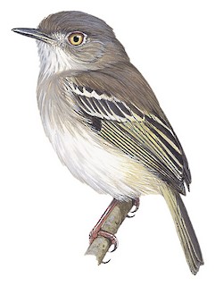 Hemitriccus margaritaceiventer wuchereri