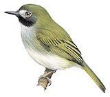 Black-throated Tody-Tyrant Illustration