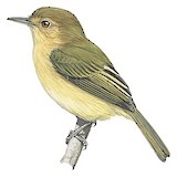 Buff-breasted Tody-Tyrant Illustration