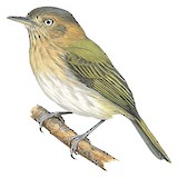 Buff-throated Tody-Tyrant Illustration