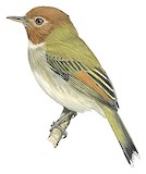 Fork-tailed Tody-Tyrant Illustration