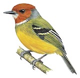 Lulu's Tody-Flycatcher Illustration