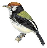 White-cheeked Tody-Flycatcher Illustration