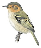 Ochre-faced Tody-Flycatcher Illustration