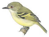 Smoky-fronted Tody-Flycatcher Illustration