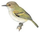 Rusty-fronted Tody-Flycatcher Illustration