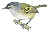 Slaty-headed Tody-Flycatcher Illustration