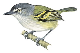 Poecilotriccus sylvia sylvia