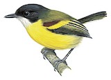 Golden-winged Tody-Flycatcher Illustration