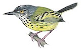 Spotted Tody-Flycatcher Illustration