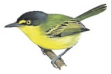 Yellow-lored Tody-Flycatcher Illustration