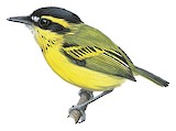 Yellow-browed Tody-Flycatcher Illustration