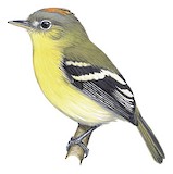 Handsome Flycatcher Illustration