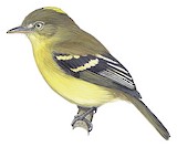 Orange-banded Flycatcher Illustration