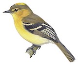 Ochraceous-breasted Flycatcher Illustration